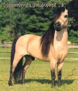 Australian Stock Horse