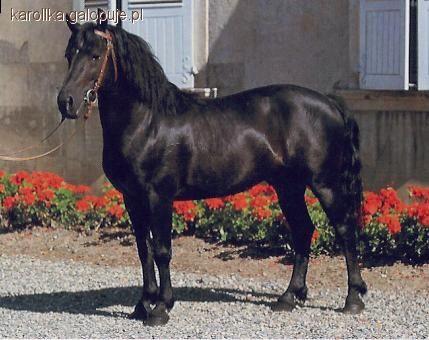 Landais