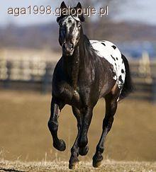 Appaloosa