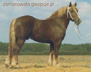 Koń Szlezwicki