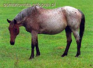 Brumby