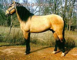 Mustang