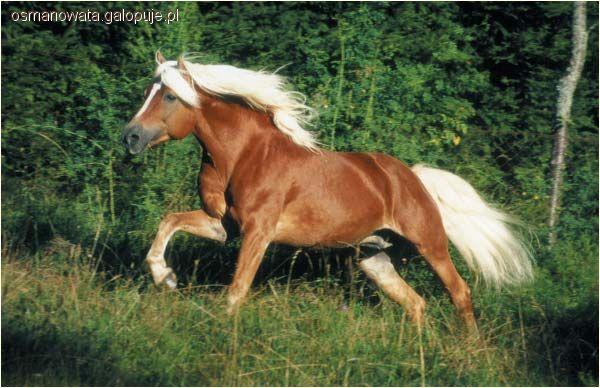 Haflinger