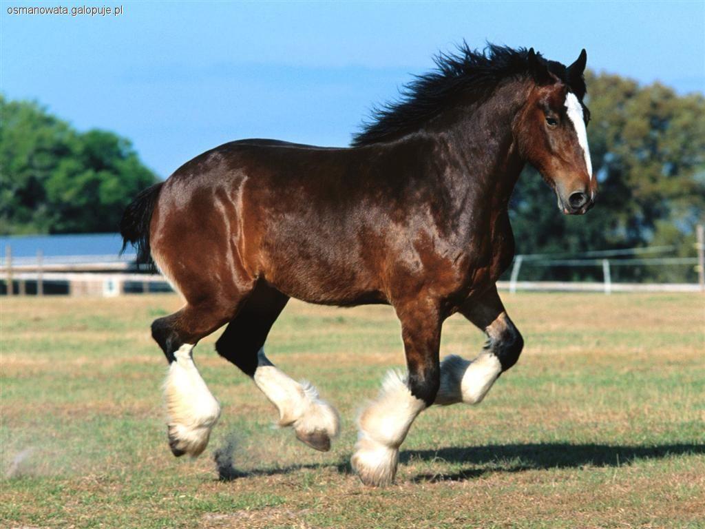 Shire
