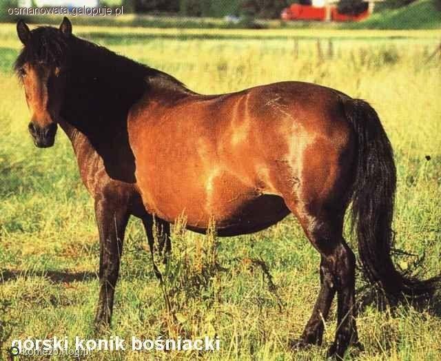 Konik Bosniacki