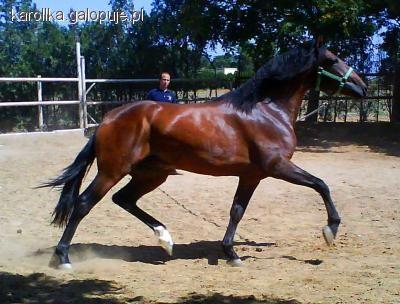 Viva caballos españoles cz.I PRE a Andaluzy