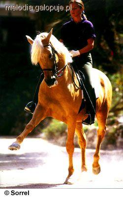 Lusitano