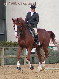 chody konia cz.3