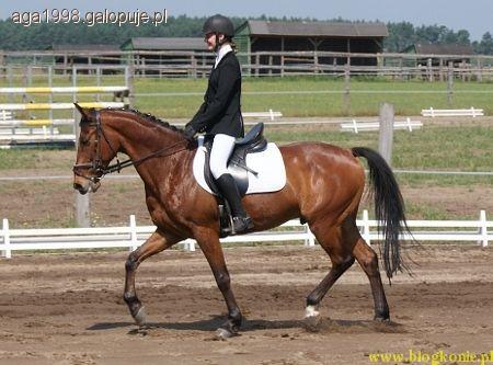chody konia cz.2
