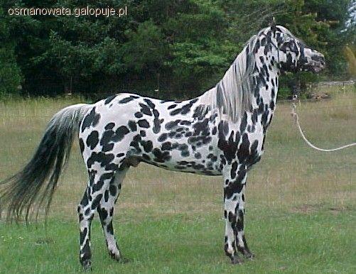 Appaloosa