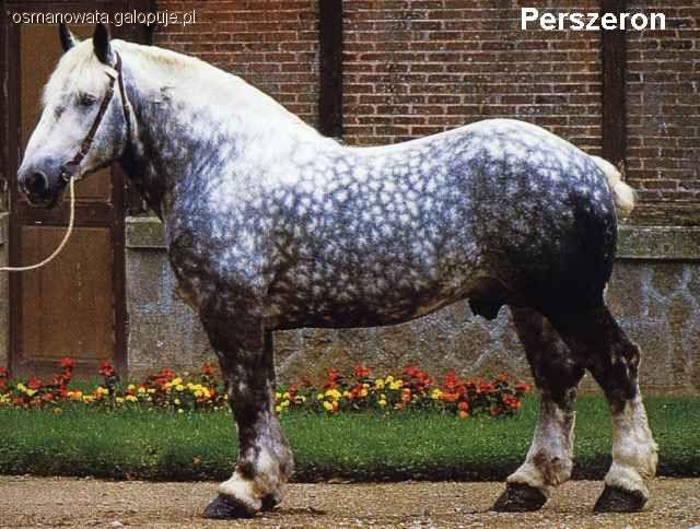 Perszeron