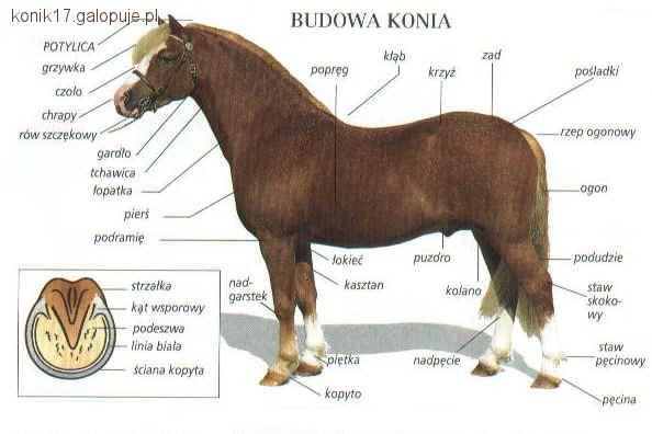 Budowa palca
