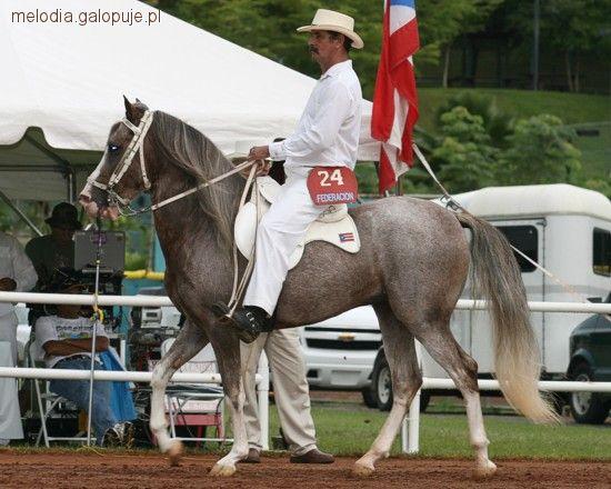 Paso Fino
