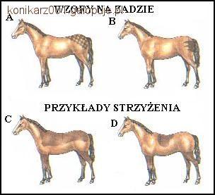 Strzyżenie konia