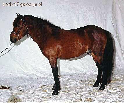 Kuc gotlandzki