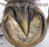 Objawy chorobowe u koni