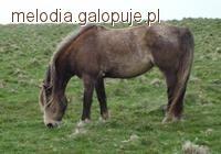 Lundy