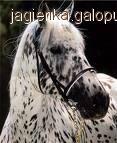 Appaloosa
