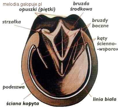 Kopyto konia