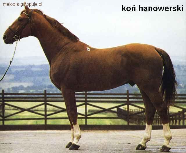 Koń Hanowerski