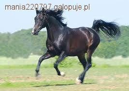 Choroby - Guzy miękkie