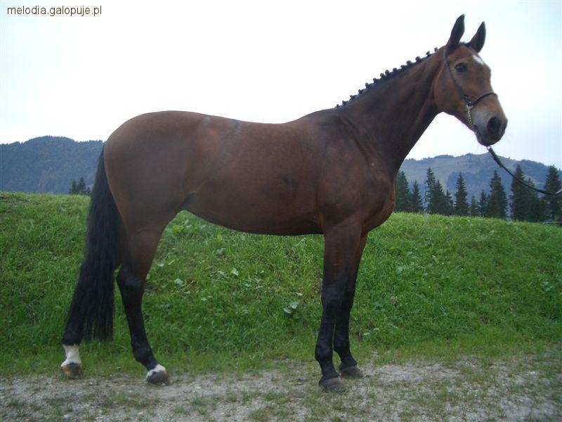 Koń Bawarski