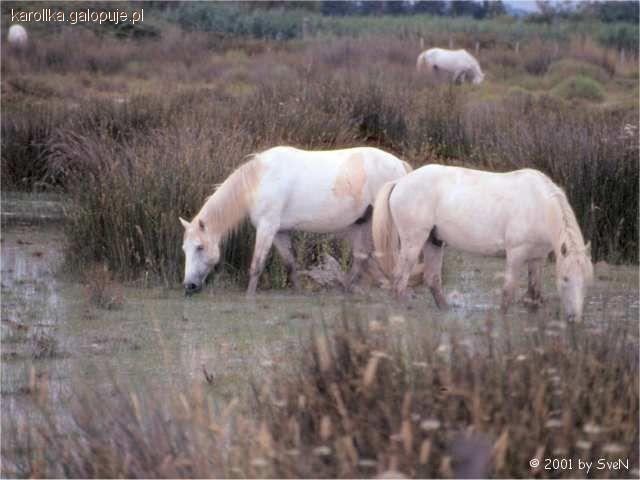Camargue 