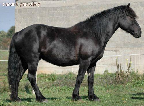 Ariegeois