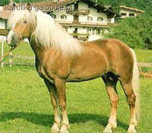 Avelignese
