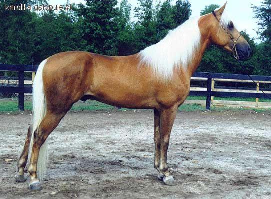 American walking pony