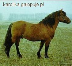 Kuc baszkirski