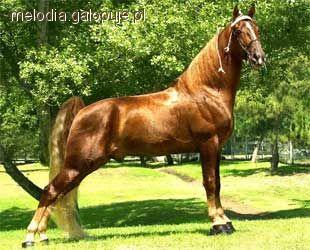 Tennessee Walking Horse
