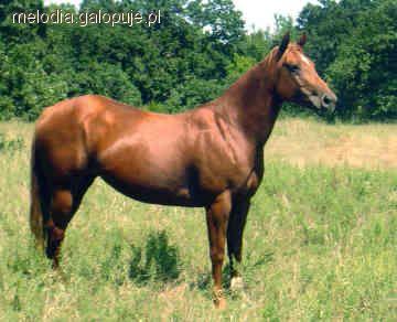 Quarter Horse