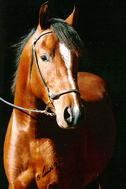 Morab