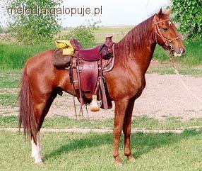 Missouri Fox Trotter