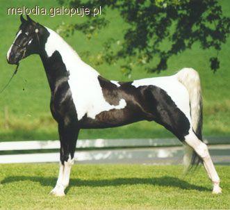 American Saddlebred