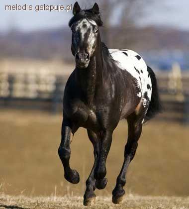 Koń Appaloosa