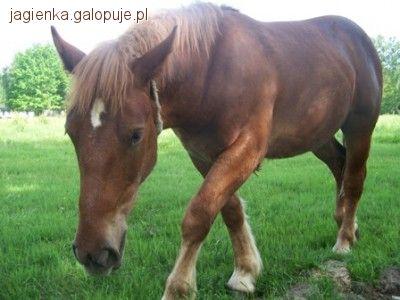 choroby koni cz. VIII- zapalenie gardła
