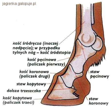 Choroby koni cz. IV
