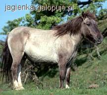 Tarpany