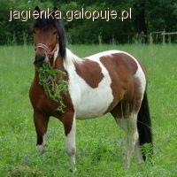 Konie Huculskie