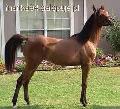 konie anglo-arabskie