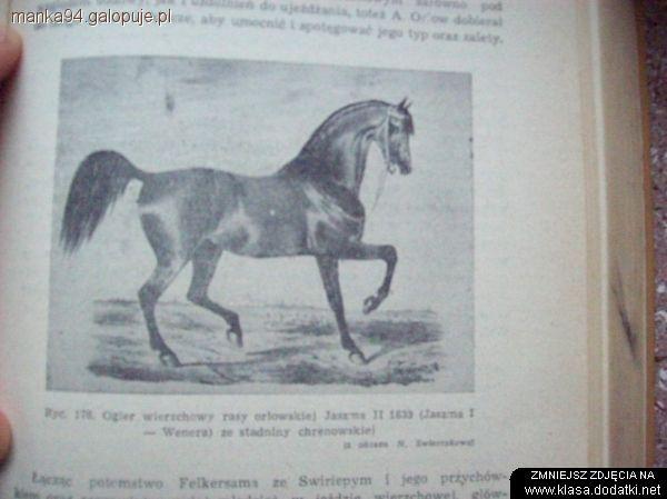 Rasa orłowsko- rostopczyńska