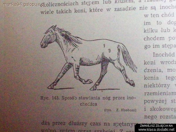 Inochód u konia