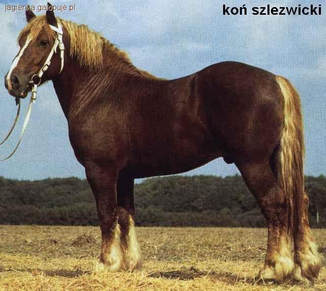 Konie szlezwickie