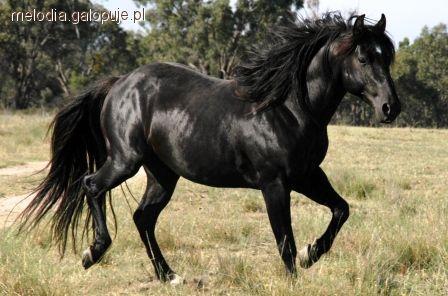 Australian stock horse