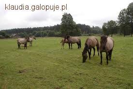 Obóz konny w janowie lubelskim 
