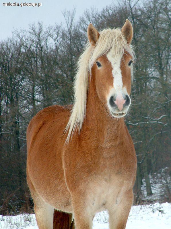 Haflinger 
