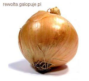Zioła dla koni - cebula - część II