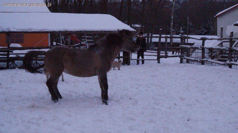 Pony Poznań - pierwsze spotkanie - jak to było?